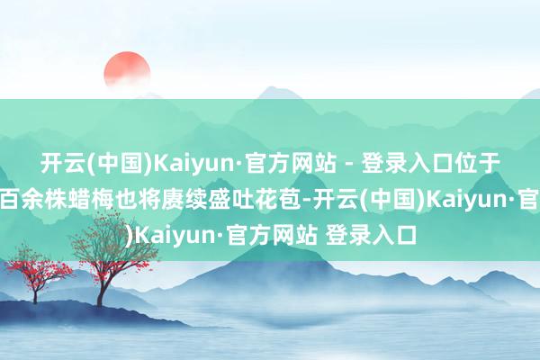 开云(中国)Kaiyun·官方网站 - 登录入口位于园区卧梵宇内的百余株蜡梅也将赓续盛吐花苞-开云(中国)Kaiyun·官方网站 登录入口